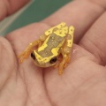 ニカラグア便新着生体＋α✨