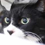 『本日、4月17日（日）オープンしています！』の画像