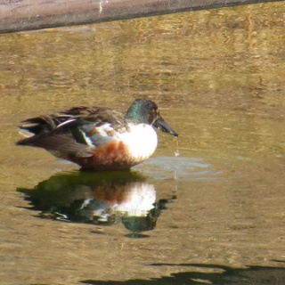 花鳥いろいろ 四季の野鳥