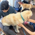 今日は鍼の日