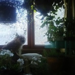 ジョージア君の毎日がお散歩日和