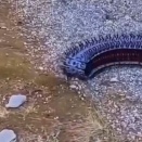 キャタピラだけが動くという発想の、狭所作業用ロボット