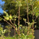 庭で採れたミニチュアサイズ果物