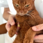 朝ごはん中の飼い主を後ろからチョイチョイして抱っこに成功し、満足げなひめちゃん