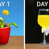 『タンポポの花からワインを作ってみた』の画像