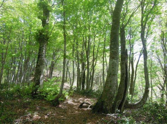 新緑とコシアブラの菅名岳，大蔵山登山