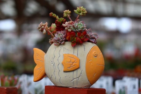 モナガーデン 中西園芸のblog 多肉植物