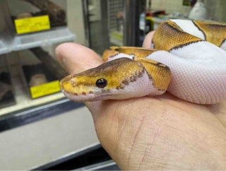 ヘビ新入荷！ボールパイソンとナミヘビちょこっと！