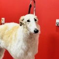 ボルゾイ子犬ちゃん、シャンプー