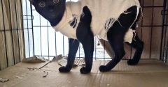 ビビちゃん抜糸終了