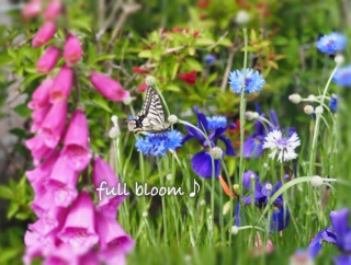 春は百花繚乱♪