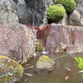 池に鯉が！