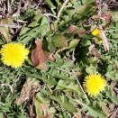 セイヨウタンポポ