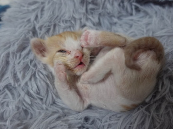 史上？最小の子猫　20260624
