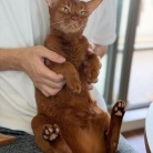朝ごはん中の飼い主を後ろからチョイチョイして抱っこに成功し、満足げなひめちゃん