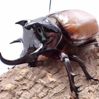 クワガタ備忘録