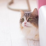 「猫好き　釣り好き　車好き」な不動産屋のエトセトラ🍀
