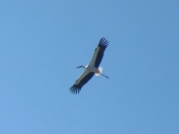 2026年9月25日の野鳥公園