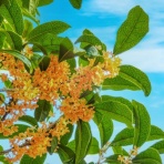 続？ さくら の のほほん道楽絵巻