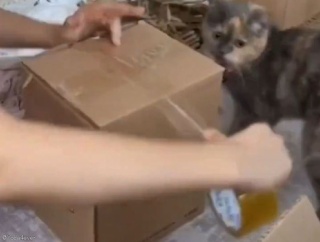 「うちの猫は…こんな風に梱包の手伝いをしてくれる」