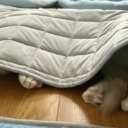 遊び方がワンちゃんみたいな猫