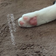 ニャン✕スクワットタイム。と、お花のちょうちょ作りました。