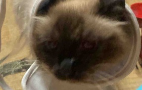【猫日記】猫に薬を飲ませる時に注意が必要な事