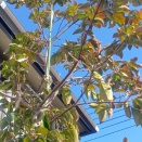 厳冬期を乗り切ったヤマボウシは