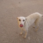 カイロ～天使たちの暮らす街～