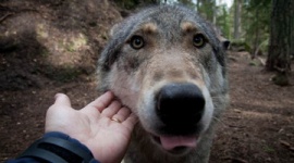 「オオカミと触れ合える動物園」の職員がオオカミに噛み殺される