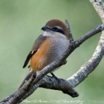 footloose201409(トップページ)