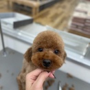 トリミング