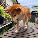 風太通信～柴犬風太の日記帳