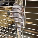 懐妊疑惑真っ只中のせせりさん