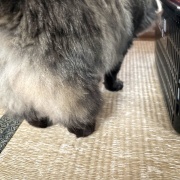 ハンターマロちゃん