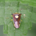 ちょっとだけ不思議な昆虫の世界（３）