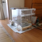 アッシのオカメ