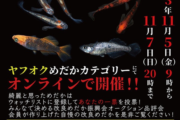 温泉めだかのブログ メダカその他