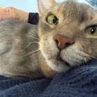 甘甘ボーイの抱っこで、家事が進まない