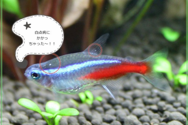 梶原君による淡水魚の雑学集 淡水魚日記
