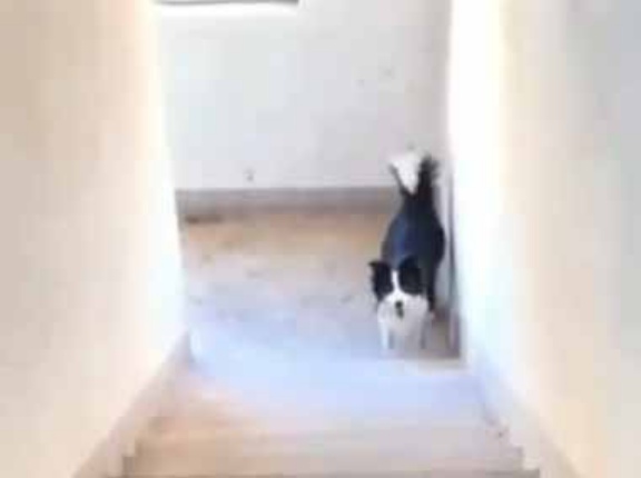 うちのイヌが階段の踊り場にいた。私は必要ありません → こうやって遊びます…