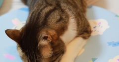意外と乗らない猫。