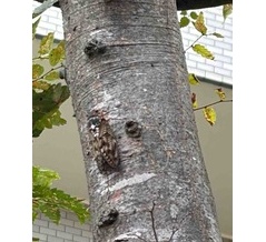 セミ