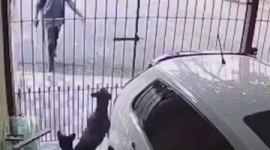 【動画】携帯を盗もうとしてピットブルに手を噛まれた泥棒、翌日犬の飼い主を訴えに行く