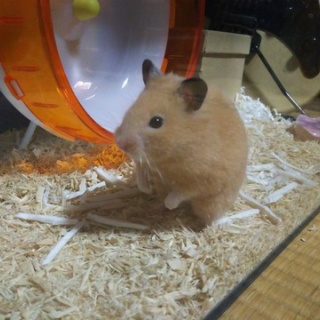 ハムスターのハッピー君＆HALLYの飼育奮闘記