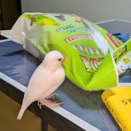 白文鳥のぴーちゃんの記録