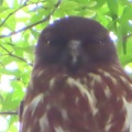 蔵出し画像金龍寺のアオバズク2🦉📸（太田市）