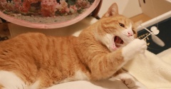 やらかしていた猫。