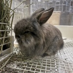 神奈川県小田原市 ペットショップワンラブ フレスポ小田原シティーモール店のスタッフブログ