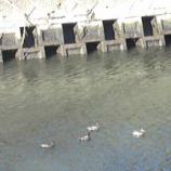 『HCMを使ったバナナマフィン』の画像